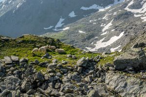 Auf dem Traumpfad von München nach Venedig - Tag 9 - Glungezerhütte zur Lizumerhütte 48 Inntaler Höhenweg