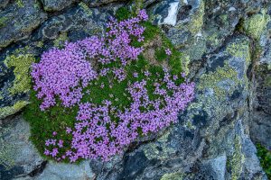 Auf dem Traumpfad von München nach Venedig - Tag 9 - Glungezerhütte zur Lizumerhütte 47 Inntaler Höhenweg