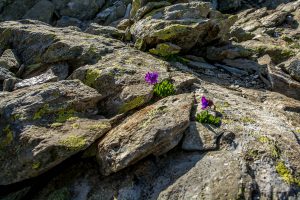 Auf dem Traumpfad von München nach Venedig - Tag 9 - Glungezerhütte zur Lizumerhütte 44 Inntaler Höhenweg
