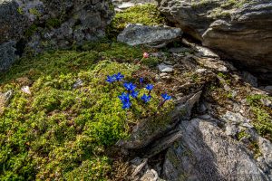 Auf dem Traumpfad von München nach Venedig - Tag 9 - Glungezerhütte zur Lizumerhütte 37 Inntaler Höhenweg