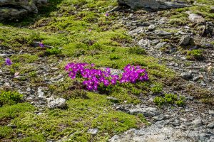 Auf dem Traumpfad von München nach Venedig - Tag 9 - Glungezerhütte zur Lizumerhütte 26 Inntaler Höhenweg