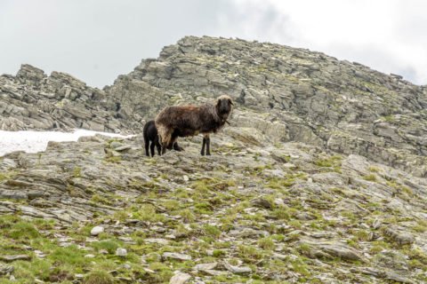 Schafe auf der Gliederscharte