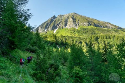 Wiesenpfad  an der Pletzenspitz