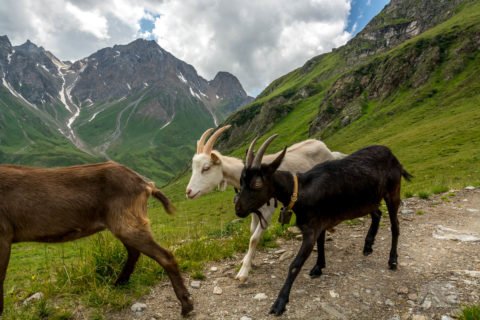 Ziegen im Pfunderer Tal