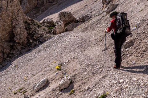 Blumen im Geröllfeld