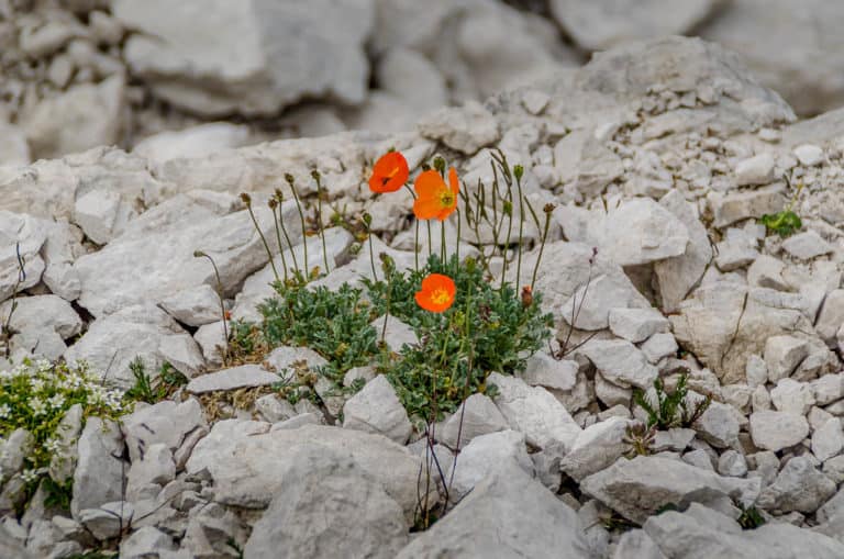 Tag 21 - Alpenüberquerung zu Fuß - München nach Venedig Vom Rifugio Bruto Carestiato​ zum Rifugio Pian de Fontana 39