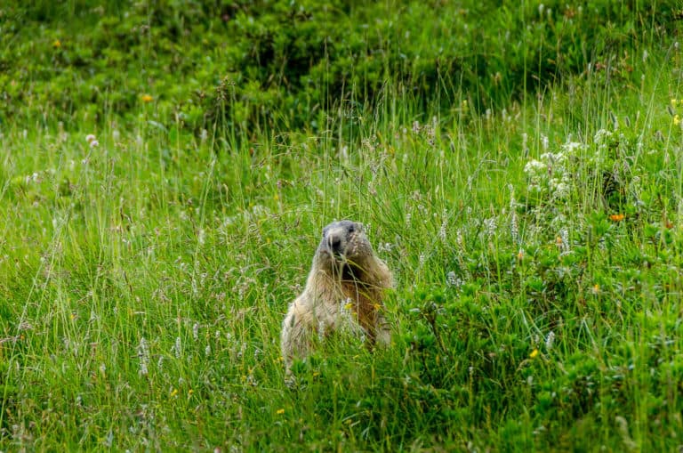Tag 21 - Alpenüberquerung zu Fuß - München nach Venedig Vom Rifugio Bruto Carestiato​ zum Rifugio Pian de Fontana 52