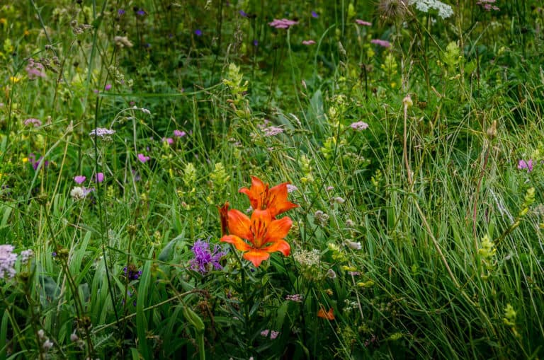 Tag 21 - Alpenüberquerung zu Fuß - München nach Venedig Vom Rifugio Bruto Carestiato​ zum Rifugio Pian de Fontana 58