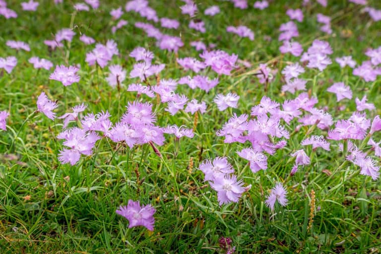 Alpenüberquerung zu Fuß - von München nach Venedig – Tag 20 – vom Rifugio Tissi zum Rifugio Bruto Carestiato 9 Alpenüberquerung zu Fuß - von München nach Venedig – Tag 20 – vom Rifugio Tissi zum Rifugio Bruto Carestiato 9