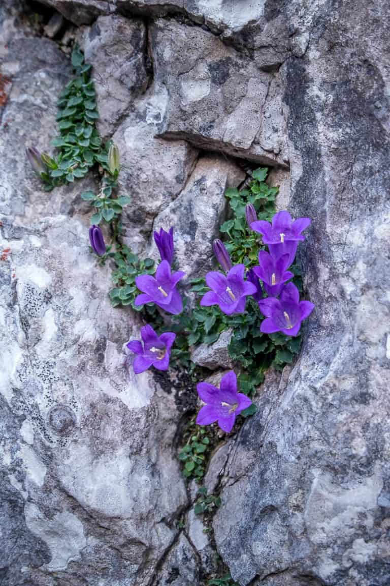 Tag 21 - Alpenüberquerung zu Fuß - München nach Venedig Vom Rifugio Bruto Carestiato​ zum Rifugio Pian de Fontana 22