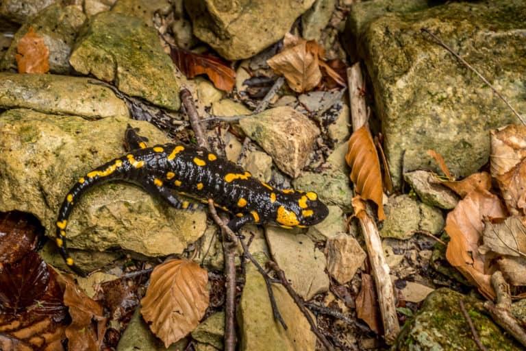 Tag 24 - Alpenüberquerung zu Fuß - München nach Venedig - Von Belluno zum Rifugio Col Visentin 20