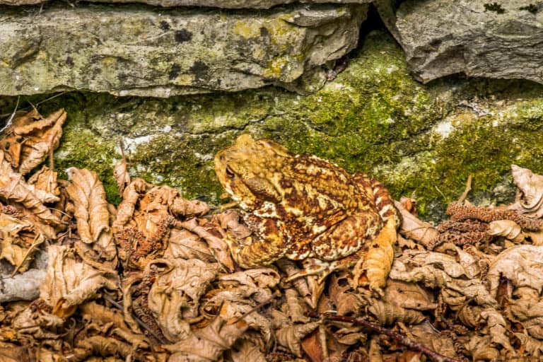 Tag 24 - Alpenüberquerung zu Fuß - München nach Venedig - Von Belluno zum Rifugio Col Visentin 24