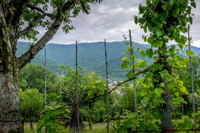 Tag 25 - Alpenüberquerung zu Fuß - München nach Venedig - Vom Rifugio Col Visentin nach Arfanta 57