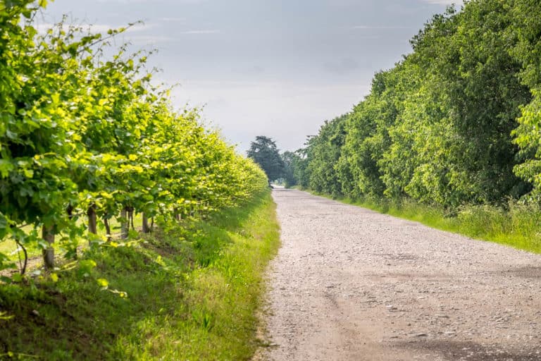 Tag 27 - Alpenüberquerung zu Fuß - München nach Venedig - Von Spresiano nach San Bartolomeo 8 Tag 27 - Alpenüberquerung zu Fuß - München nach Venedig - Von Spresiano nach San Bartolomeo 7