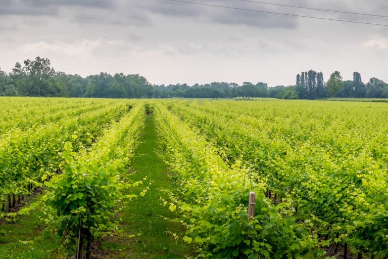 Tag 27 - Alpenüberquerung zu Fuß - München nach Venedig - Von Spresiano nach San Bartolomeo 11 Tag 27 - Alpenüberquerung zu Fuß - München nach Venedig - Von Spresiano nach San Bartolomeo 10