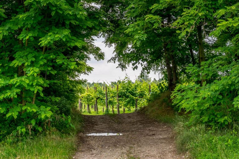 Tag 27 - Alpenüberquerung zu Fuß - München nach Venedig - Von Spresiano nach San Bartolomeo 15 Tag 27 - Alpenüberquerung zu Fuß - München nach Venedig - Von Spresiano nach San Bartolomeo 14
