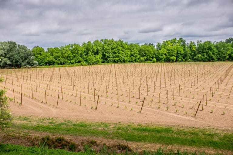 Tag 28 - Alpenüberquerung zu Fuß - München nach Venedig - Von San Bartolomeo nach Jesolo 27