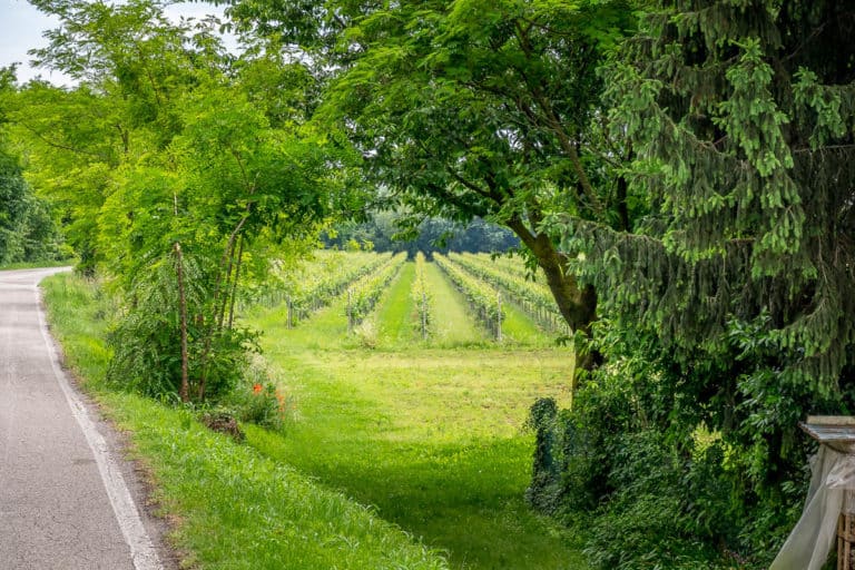 Tag 28 - Alpenüberquerung zu Fuß - München nach Venedig - Von San Bartolomeo nach Jesolo 40