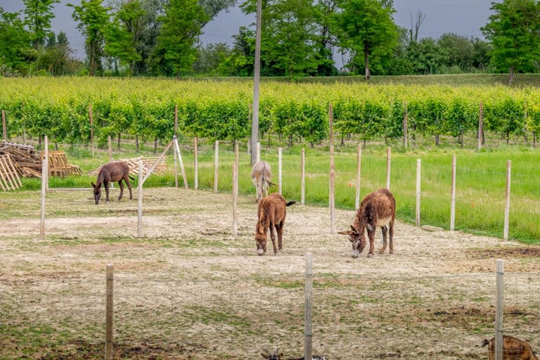 Tag 28 - Alpenüberquerung zu Fuß - München nach Venedig - Von San Bartolomeo nach Jesolo 51